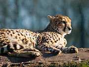 Sudan cheetah