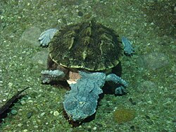 Chelus fimbriatus-Toronto Zoo, Ontario, Canada.jpg