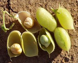 Chickpea pods.jpg