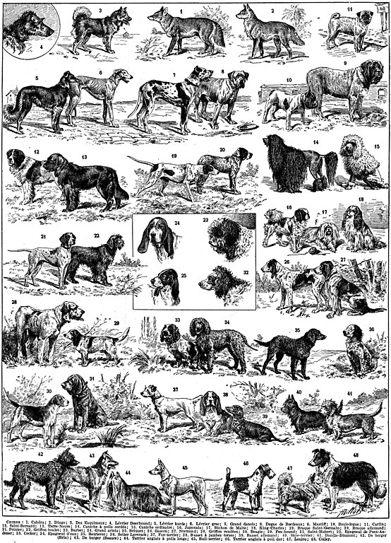 File:Canne-escrime - Cane and stick fencing etc - Public domain book  illustration from French encyclopedia Larousse du XXème siècle 1932.jpg -  Wikipedia
