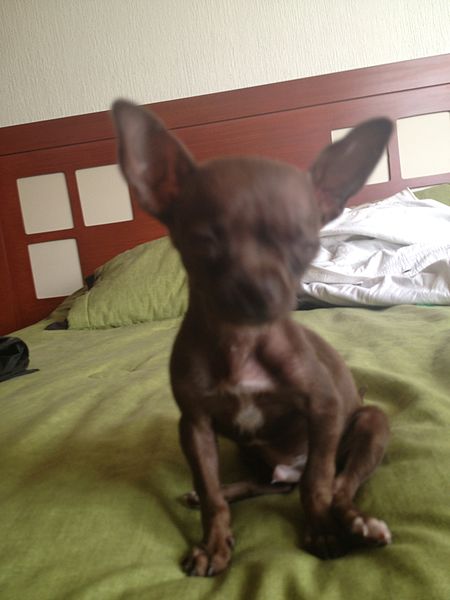 File:Chihuahua 3.JPG