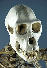 skull and crossbones - Wiktionary, the free dictionary