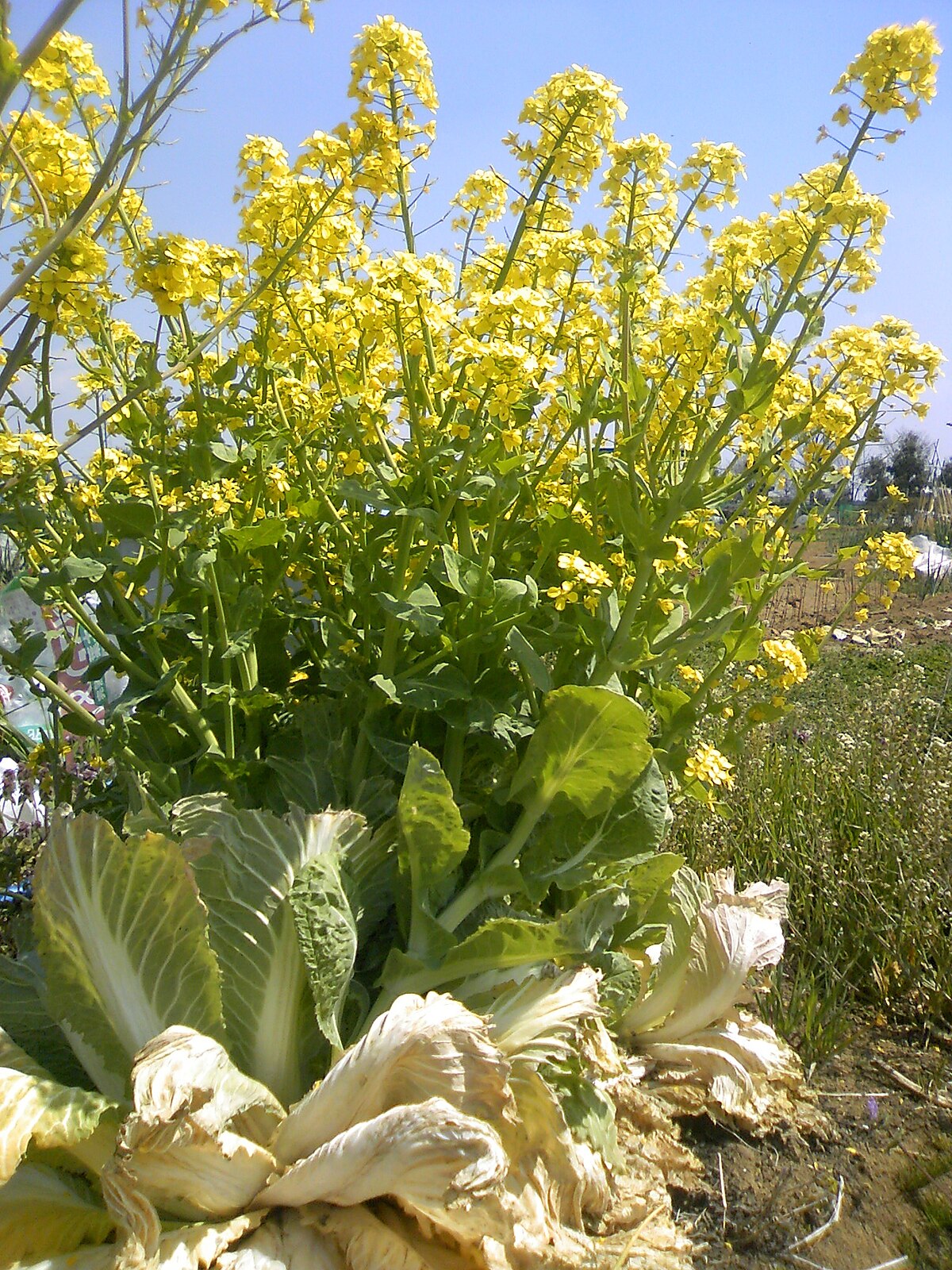 Napa cabbage - Wikipedia