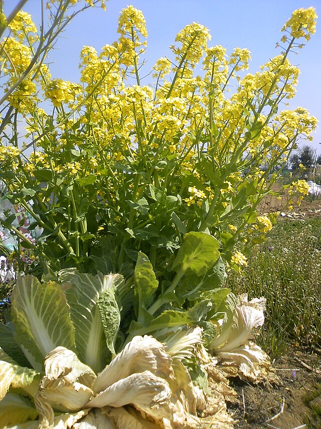 Brassicaceae - Wikipedia