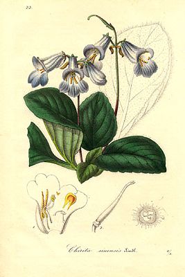 Chirita sinensis - Lemaire.jpg