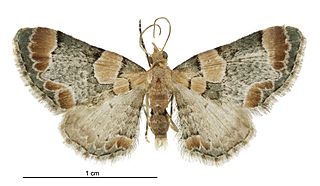 <i>Chloroclystis lichenodes</i> Species of moth
