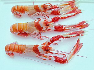 Cigala (Nephrops norvegicus).jpg