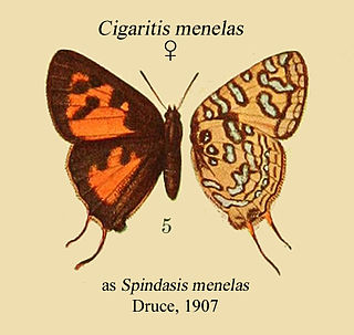 <i>Cigaritis menelas</i> Species of butterfly