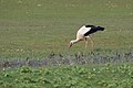 * Nomination: White stork (Ciconia ciconia) at Ichkeul N.PI, the copyright holder of this work, hereby publish it under the following license:This image was uploaded as part of Wiki Loves Earth 2024. --El Golli Mohamed 22:58, 21 June 2024 (UTC) * * Review needed