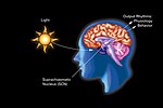 Miniatura per Ritme circadian