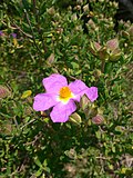 Miniatura para Cistus heterophyllus subsp. carthaginensis