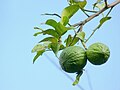Citrus aurantiifolia in Kadavoor.jpg