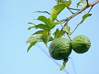 Citrus aurantifolia in Kerala