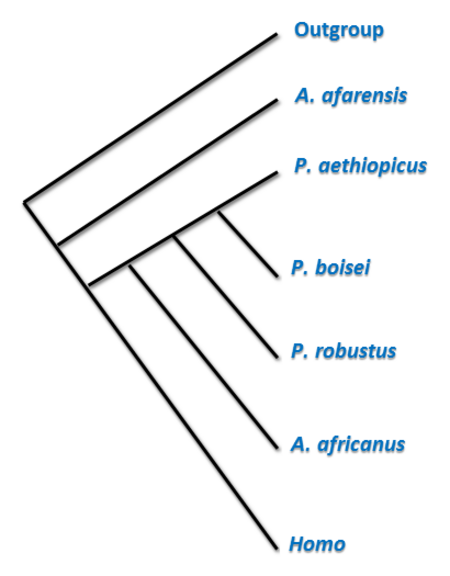 ไฟล์:Cladistic_analysis_of_early_hominins.png