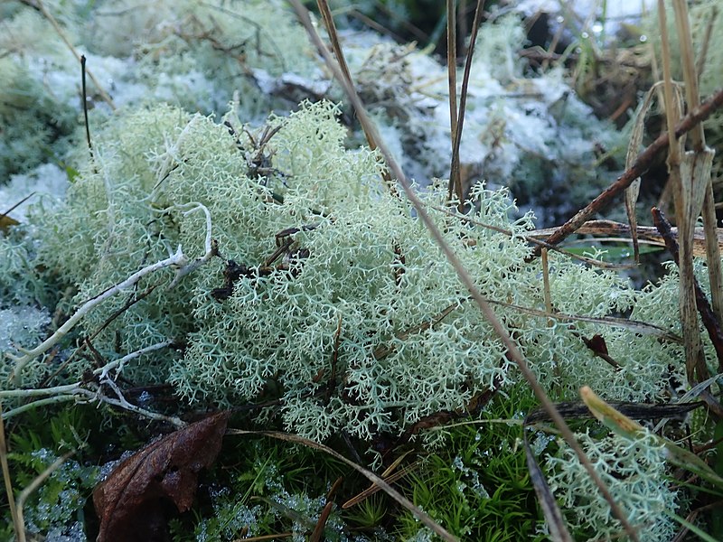 File:Cladonia portentosa 113847145.jpg