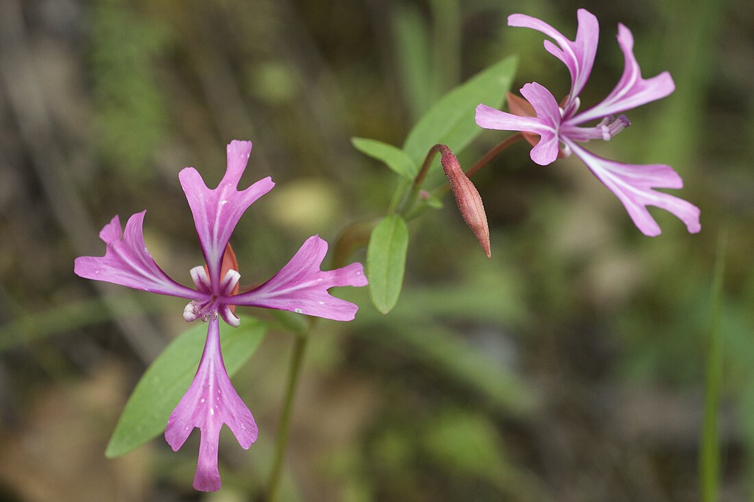 Clarkia concinna