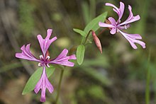 Clarkia concinna.jpg