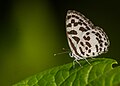 * Nomination Close wing position of Castalius rosimon Fabricius, 1775 – Common Pierrot (by Souvick Mukherjee) --Atudu 04:37, 1 January 2020 (UTC) * Promotion Good quality. -- Johann Jaritz 07:16, 1 January 2020 (UTC)