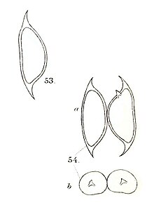 Closteridium obesum as Reinschiella obesa in West & West 1901.jpg