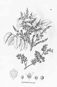 Cnestidium lasiocarpum