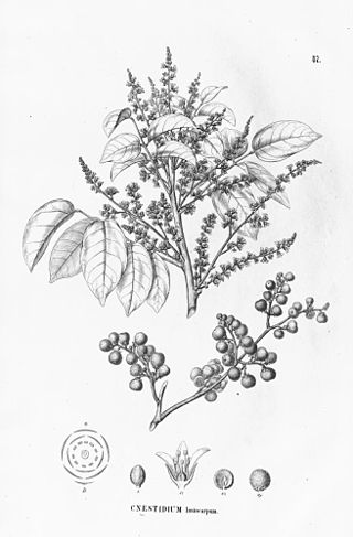 <i>Cnestidium</i> Genus of flowering plants