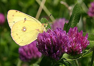 Colias philodice