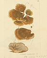 Plate 196. Inonotus radiatus