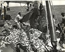 Commercial fishing showing the abundance of fish species caught using a trawling method Commercial fishing in Malawi 3.jpg