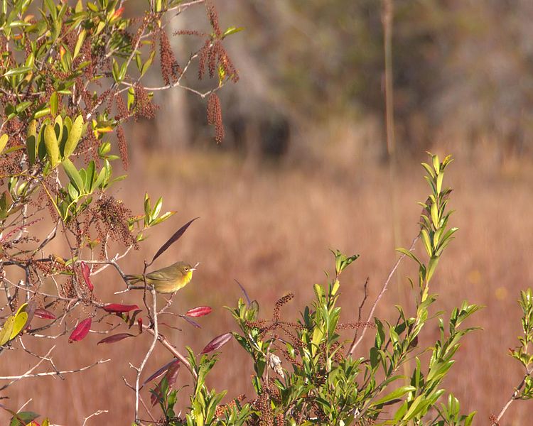 File:Common Yellowthroat (5178905005).jpg