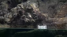 Bestand:Gewone zeekoet - Tokyosealifepark - 2019 1 8.webm