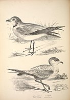 Ouhorlík východní (nahoře) a ouhorlík australský (1877)