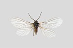 Coniopteryx pygmaea – Specimen