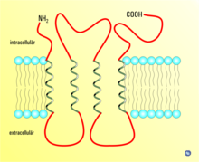 Vinnexin homology with innexins and connexins mean this simple connexin model will reflect the basic structure of the vinnexin protein as it appears in a cell membrane Connexin.png