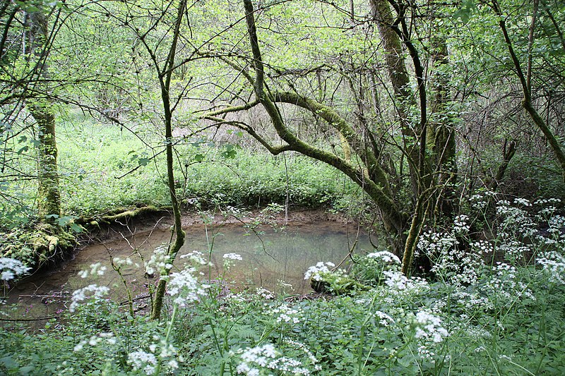 File:Conroy forêt domaniale de Moyeuvre.JPG