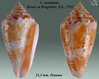 <i>Conasprella mindana</i> species of mollusc