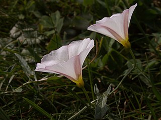 Convolvulus arvensis