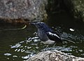 * Nomination Oriental magpie-robin (Copsychus saularis). --GerifalteDelSabana 05:36, 29 July 2018 (UTC) * Promotion Yep, but did you consider cloning/filling out those hotspots behind it? -- Sixflashphoto 05:44, 29 July 2018 (UTC) @Sixflashphoto: Yes, I did! The best out of the lot, File:Copsychus saularis @ Kuala Lumpur 1.jpg, has that. It's too painstaking to do the numerous other, heh. :) --GerifalteDelSabana 12:59, 29 July 2018 (UTC)
