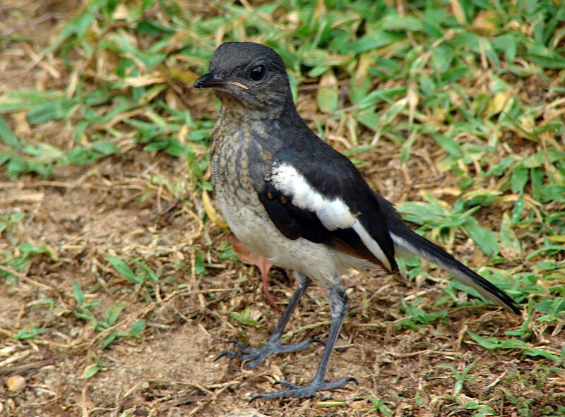 File:Copsychus saularis -Dharga Town, Sri Lanka -juvenile-8.jpg