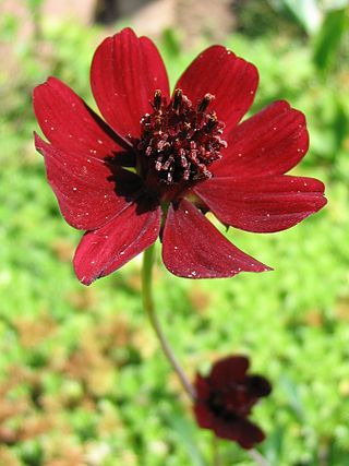 <i>Cosmos atrosanguineus</i> Species of flowering plant