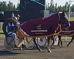 Suomenhevosori Costello ravikuninkuuden jälkeen voittoloimitettuna. Costello voitti ravikuninkuuden Rovaniemen Mäntyvaaran raviradalla 29.7.2018