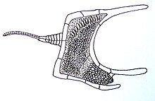 Life reconstruction of Cothurnocystis Cothurnocystis.jpg