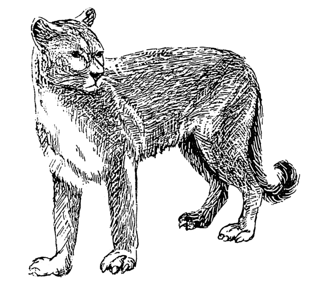 File:Cougar (PSF).png