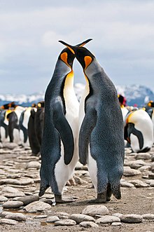 Pár tučňáků patagonských v období námluv