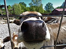 A cow sticking its nose out through the cage at a zoo. Cow sticking nose out.jpg