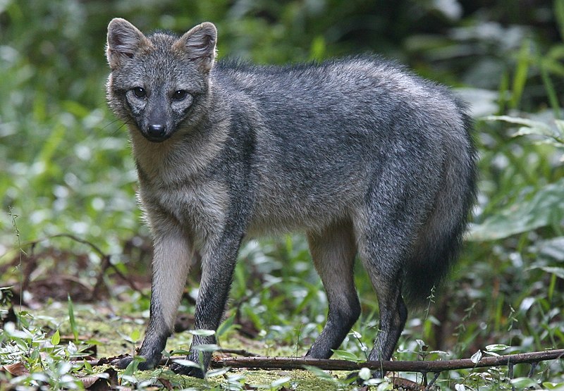 File:Crab-eating Fox (cropped).JPG