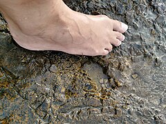 Crab feeding off the human feet.jpg