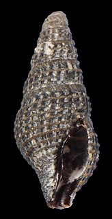 <i>Crassispira pellisphocae</i> Species of gastropod