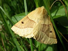 Crocallis elinguaria (Дуб зубчатый), Неймеген, Нидерланды.jpg