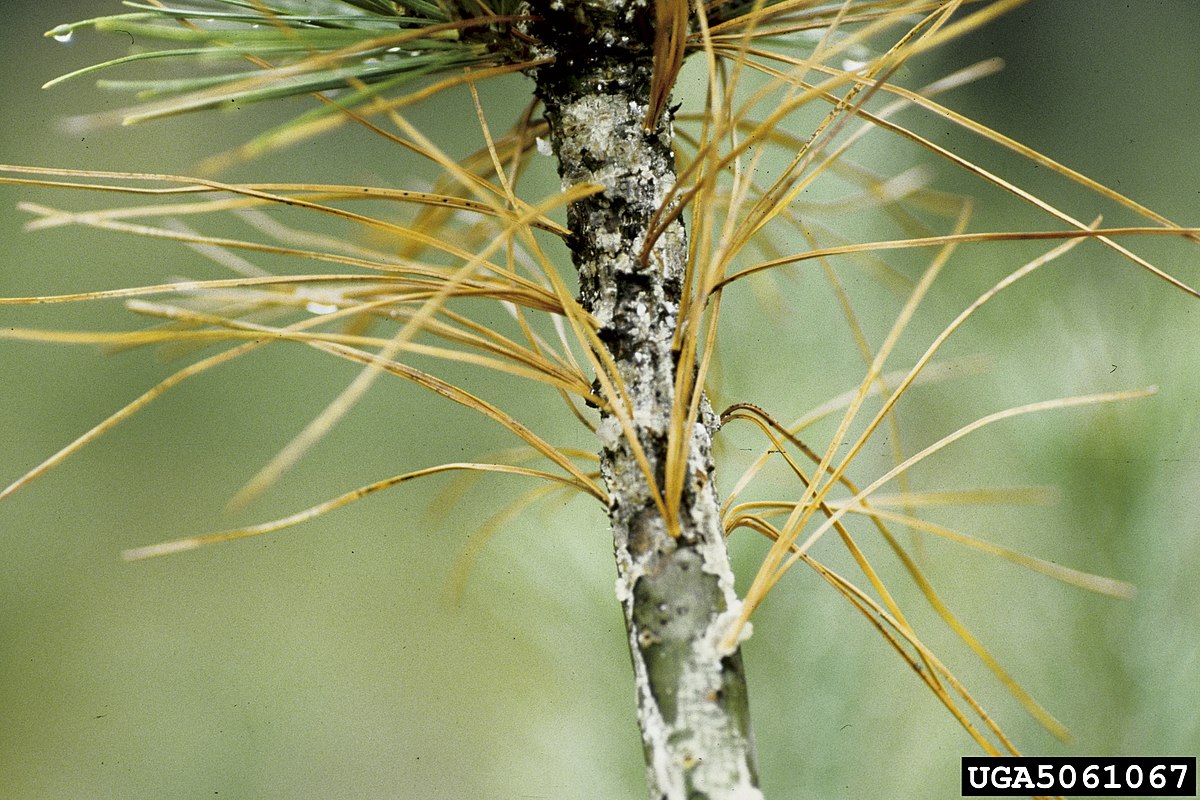 White pine rust blister фото 14