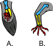 Comparison between A) the swimming fin of a lobe-finned fish and B) the walking leg of a tetrapod. Bones considered to correspond with each other have the same color. Crossopterygii fins tetrapod legs.svg